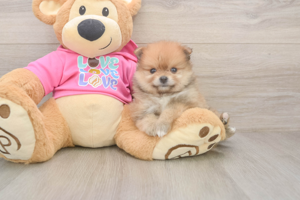 Funny Pomeranian Baby