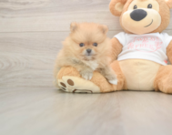 7 week old Pomeranian Puppy For Sale - Windy City Pups