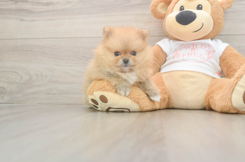 6 week old Pomeranian Puppy For Sale - Windy City Pups