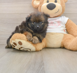 7 week old Pomeranian Puppy For Sale - Windy City Pups