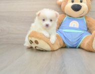 6 week old Pomeranian Puppy For Sale - Windy City Pups