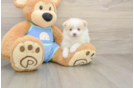 Smart Pom Dog Purebred Puppy