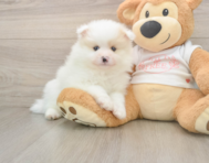 8 week old Pomeranian Puppy For Sale - Windy City Pups