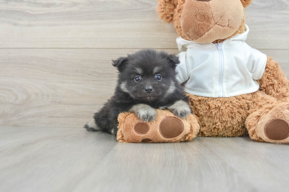 Akc Registered Pomeranian Purebred Pup