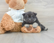 6 week old Pomeranian Puppy For Sale - Windy City Pups