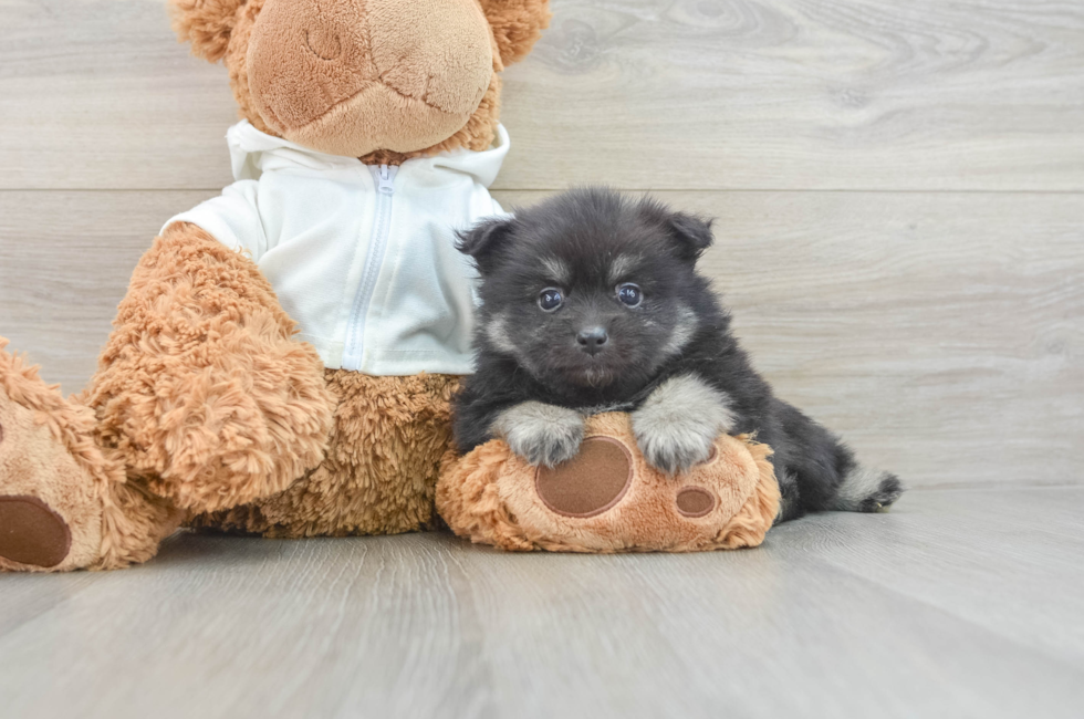 7 week old Pomeranian Puppy For Sale - Windy City Pups