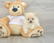 7 week old Pomeranian Puppy For Sale - Windy City Pups