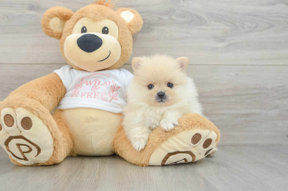 7 week old Pomeranian Puppy For Sale - Windy City Pups