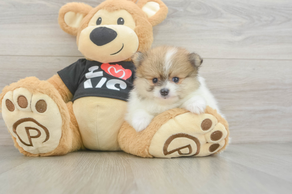 6 week old Pomeranian Puppy For Sale - Windy City Pups