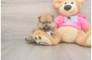 Pomeranian Puppy for Adoption