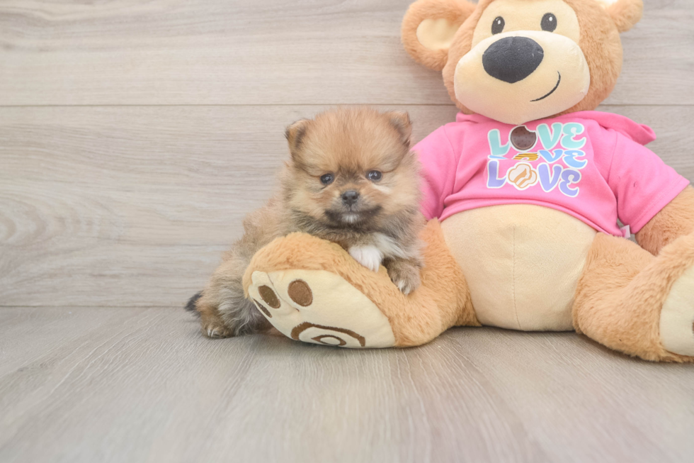 Pomeranian Puppy for Adoption