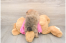 Best Pomeranian Baby