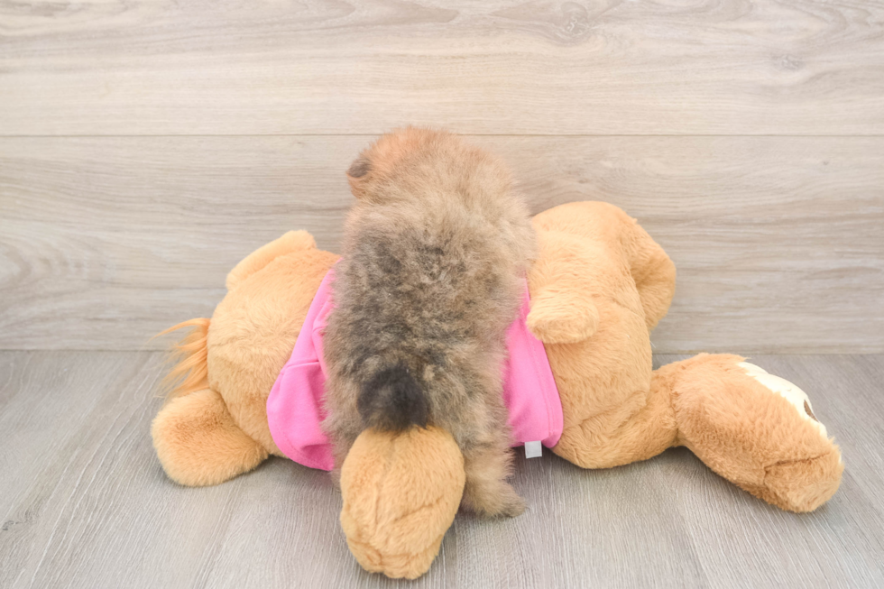 Best Pomeranian Baby