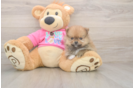 Cute Loulou Purebred Puppy