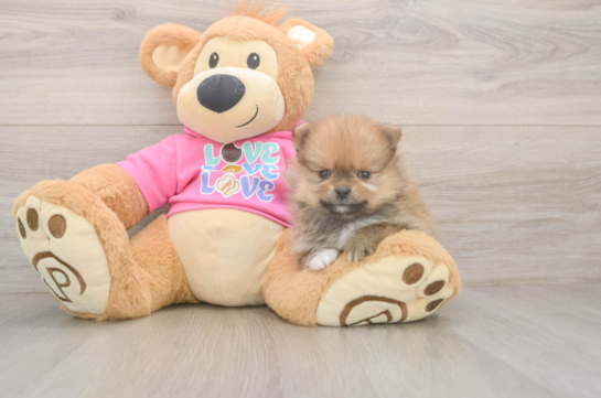 Cute Loulou Purebred Puppy