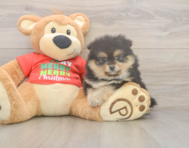 6 week old Pomeranian Puppy For Sale - Windy City Pups