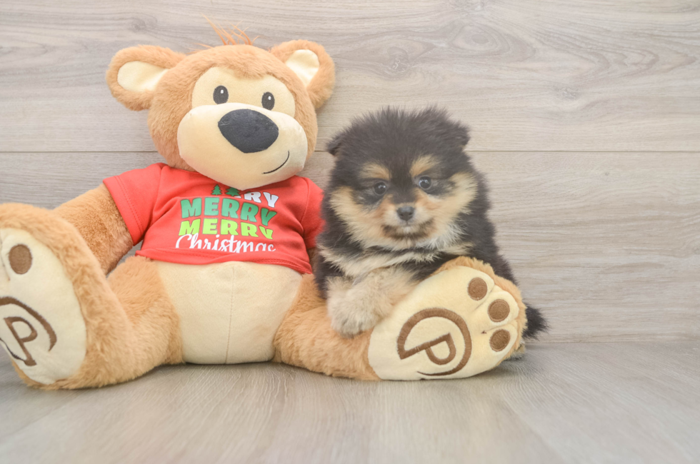 6 week old Pomeranian Puppy For Sale - Windy City Pups