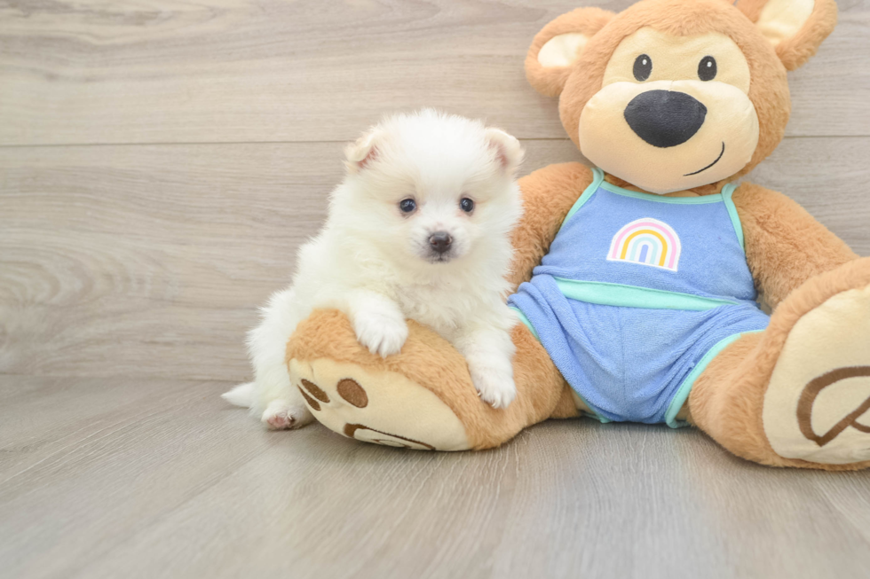 Best Pomeranian Baby