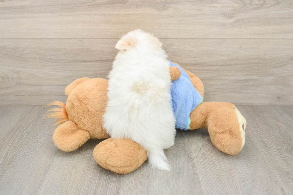 Pomeranian Pup Being Cute