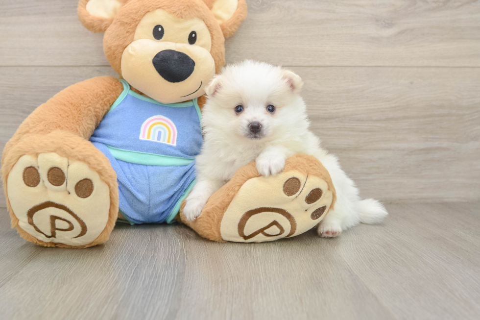 Sweet Loulou Purebred Puppy