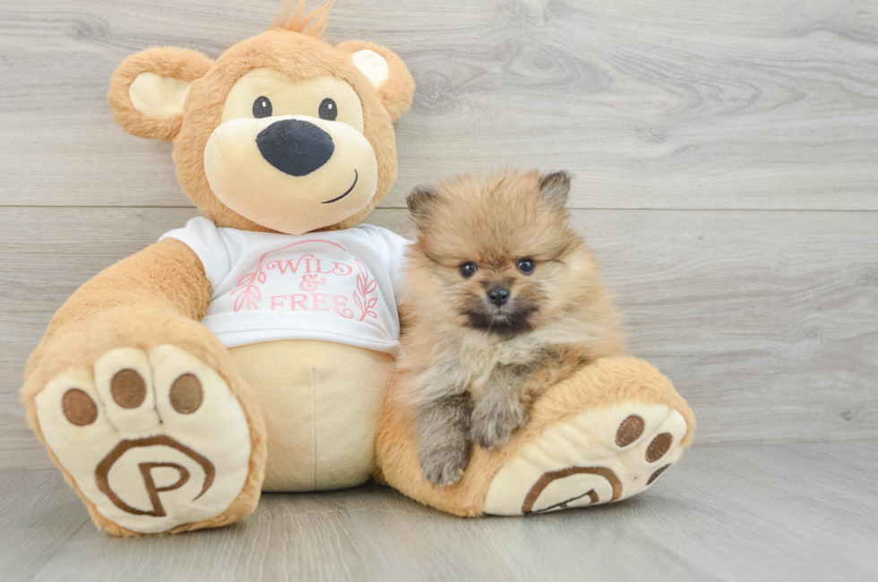 7 week old Pomeranian Puppy For Sale - Windy City Pups