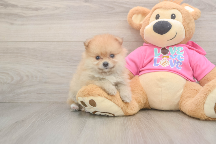 Friendly Pomeranian Purebred Pup