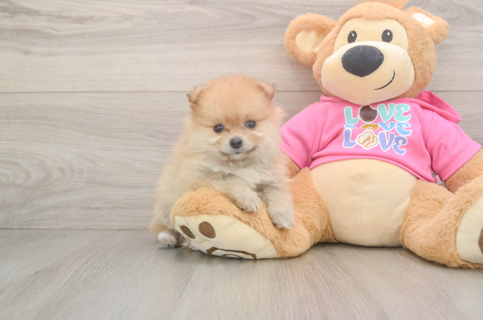 5 week old Pomeranian Puppy For Sale - Windy City Pups