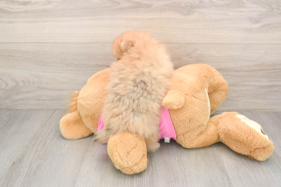 Fluffy Pom Pom Purebred Puppy