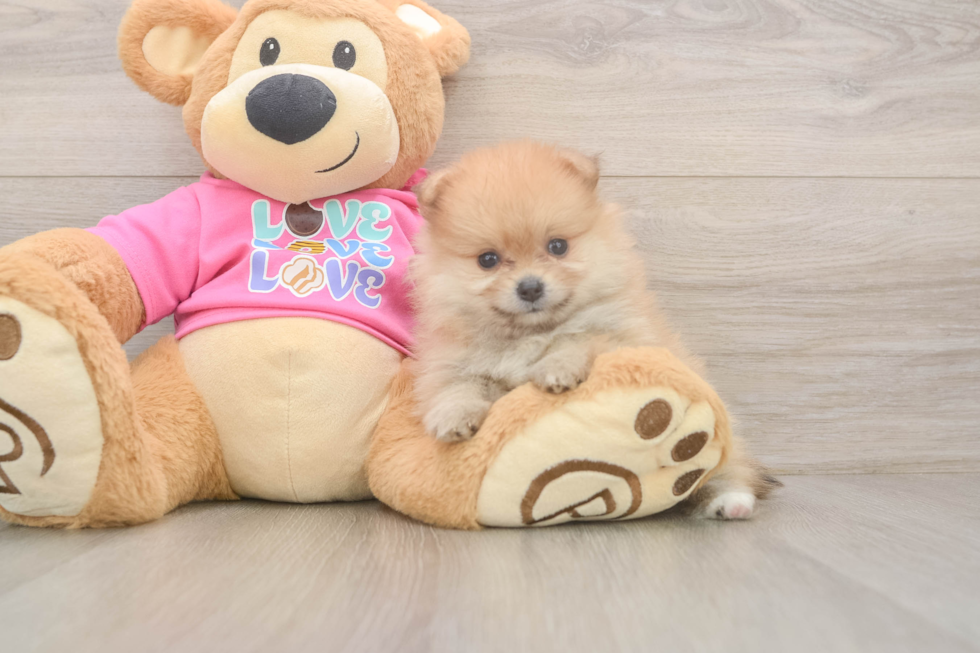 Pomeranian Puppy for Adoption