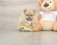 7 week old Pomeranian Puppy For Sale - Windy City Pups