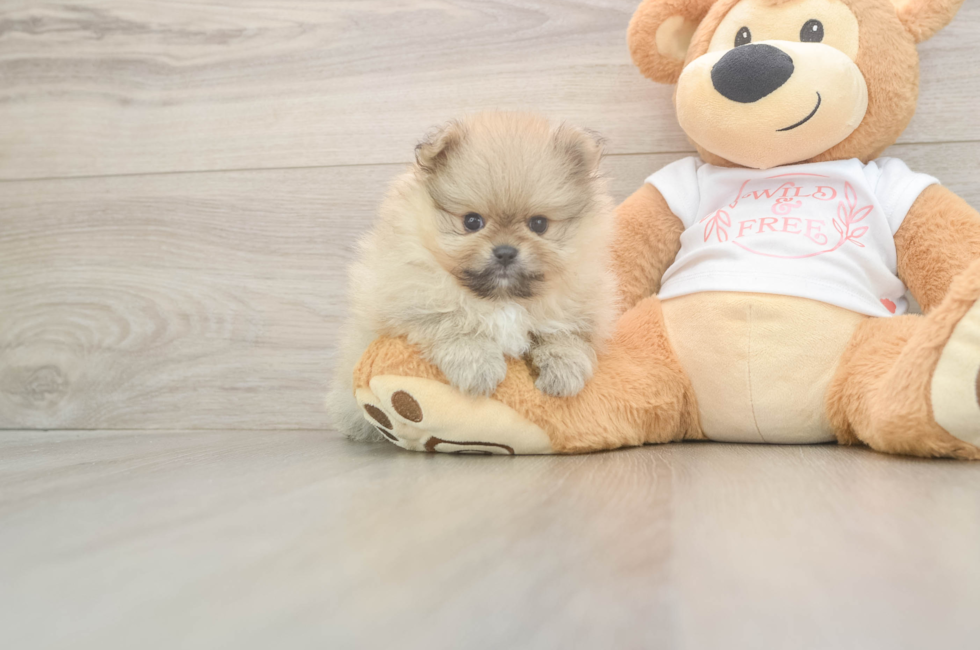 6 week old Pomeranian Puppy For Sale - Windy City Pups