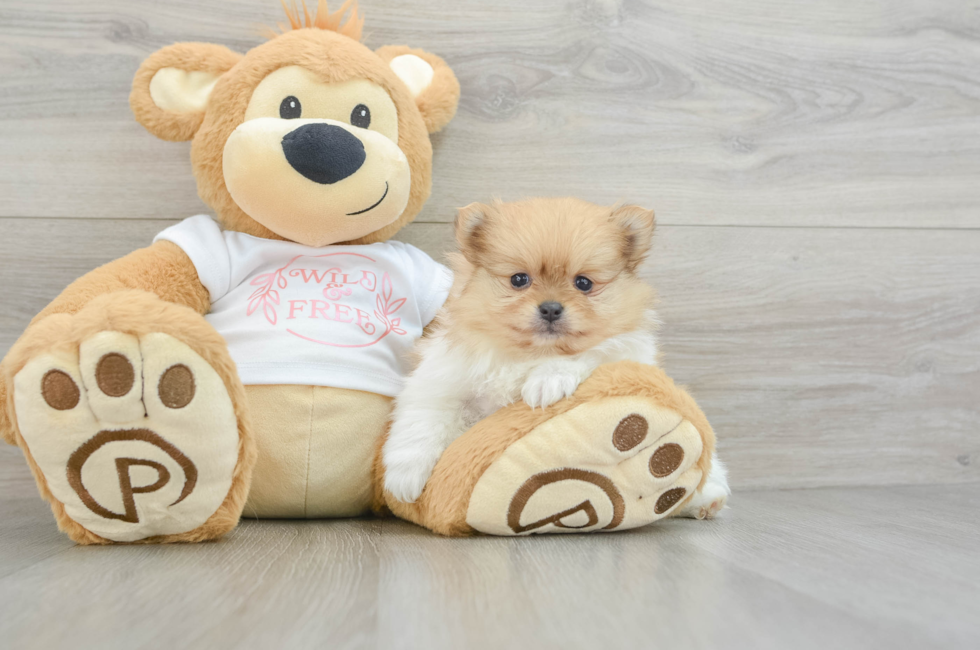 5 week old Pomeranian Puppy For Sale - Windy City Pups