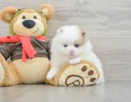 5 week old Pomeranian Puppy For Sale - Windy City Pups