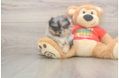 Popular Pomeranian Purebred Pup