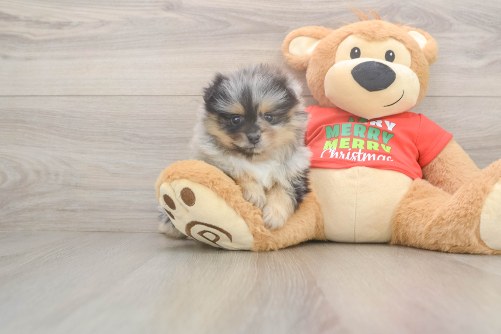 Popular Pomeranian Purebred Pup