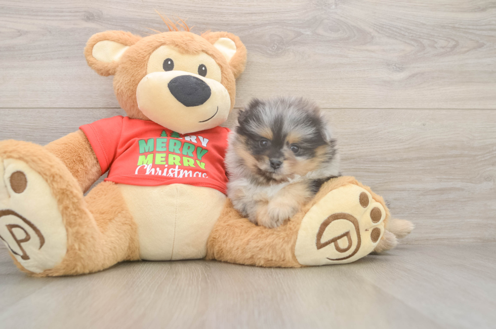 6 week old Pomeranian Puppy For Sale - Windy City Pups