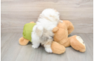 Funny Pomeranian Baby