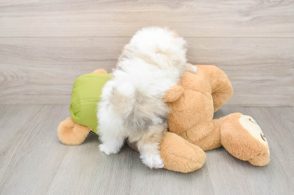 Funny Pomeranian Baby