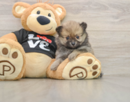 7 week old Pomeranian Puppy For Sale - Windy City Pups