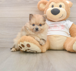 8 week old Pomeranian Puppy For Sale - Windy City Pups
