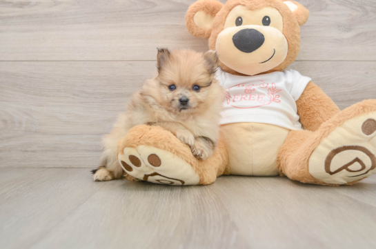Pomeranian Pup Being Cute
