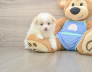 7 week old Pomeranian Puppy For Sale - Windy City Pups