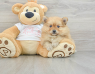 7 week old Pomeranian Puppy For Sale - Windy City Pups