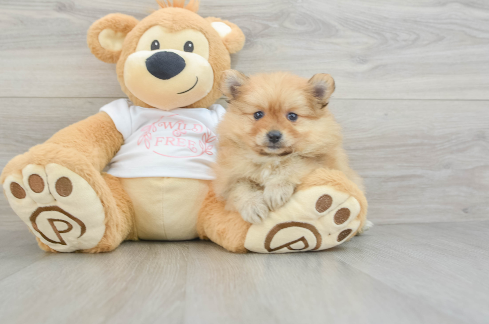 5 week old Pomeranian Puppy For Sale - Windy City Pups