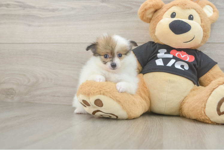 Pomeranian Puppy for Adoption