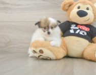 6 week old Pomeranian Puppy For Sale - Windy City Pups
