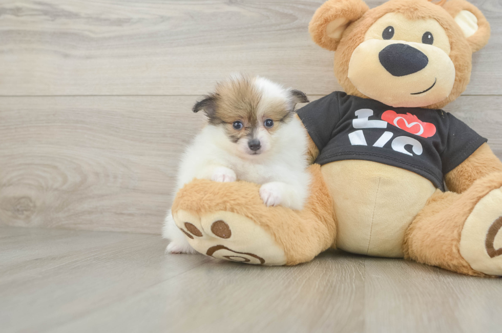 6 week old Pomeranian Puppy For Sale - Windy City Pups