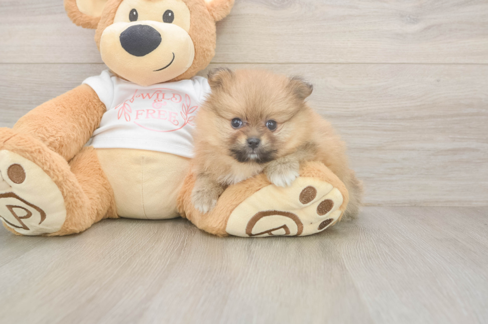6 week old Pomeranian Puppy For Sale - Windy City Pups