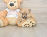 8 week old Pomeranian Puppy For Sale - Windy City Pups 8 week old Pomeranian Puppy For Sale - Windy City Pups