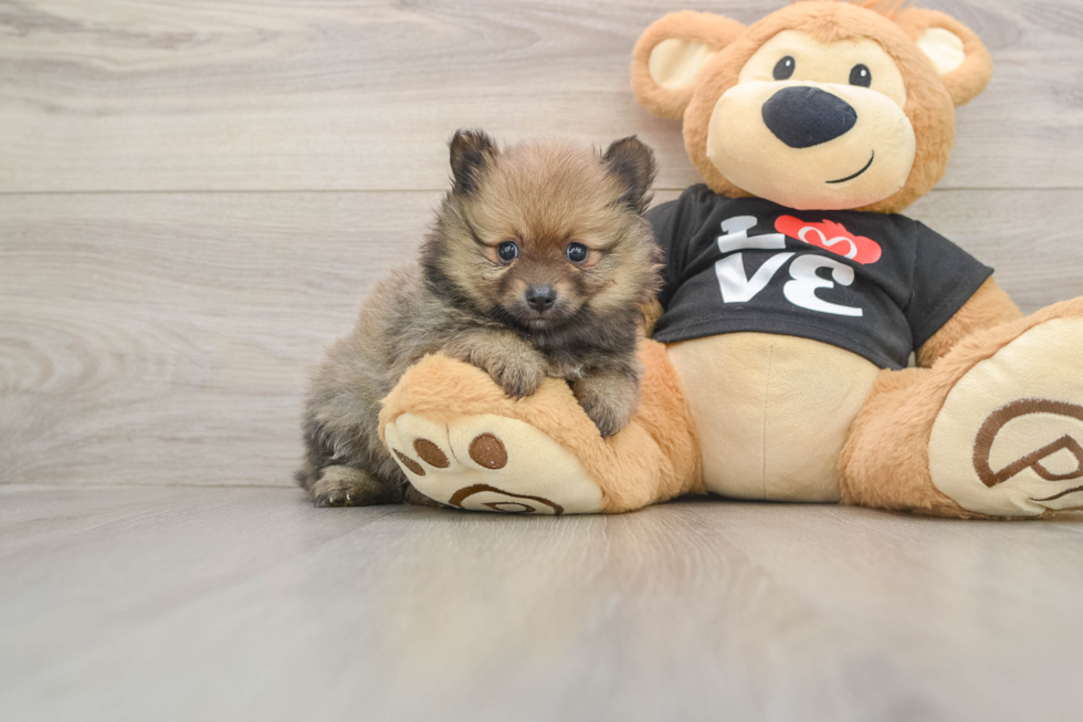 Friendly Pomeranian Baby